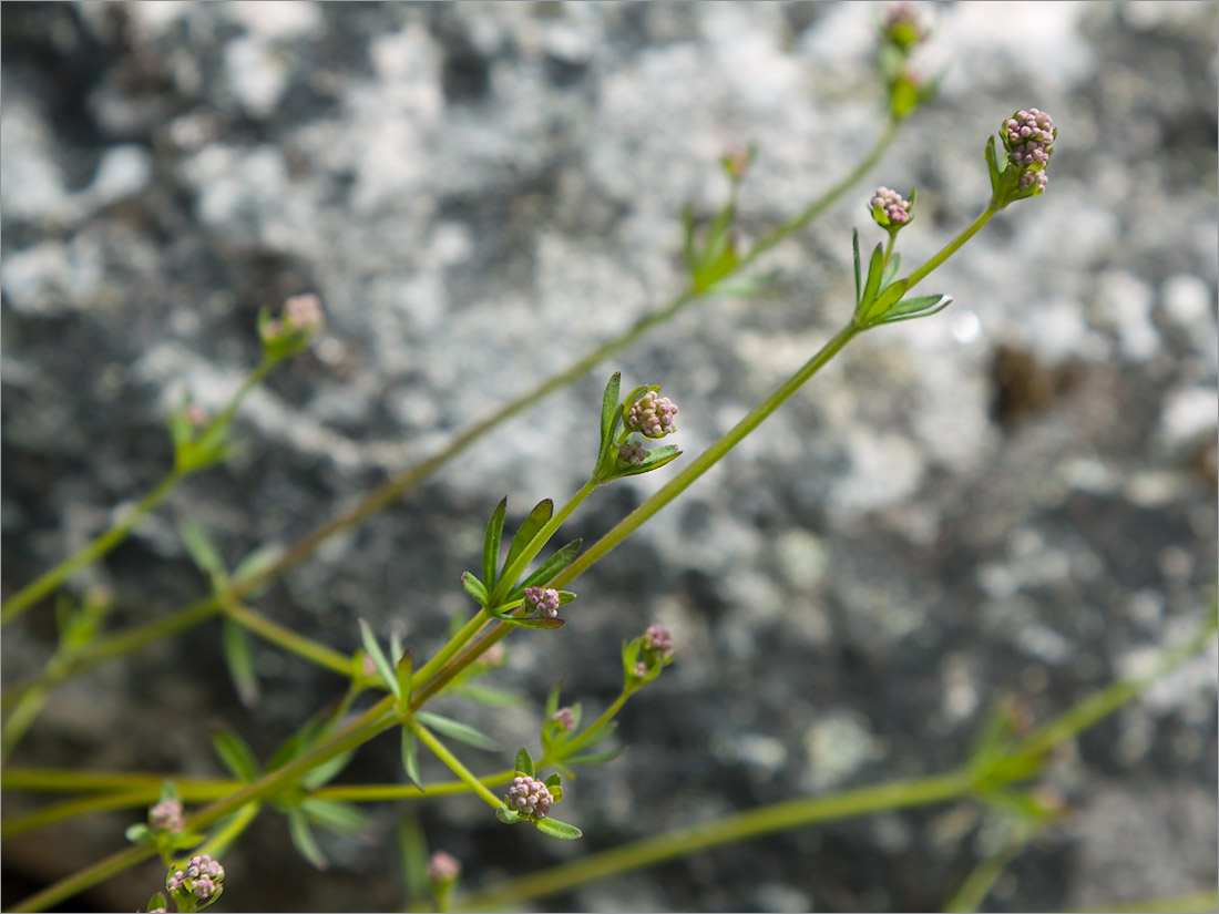 Изображение особи Galium uliginosum.