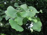 Ginkgo biloba. Листья. Украина, г. Запорожье, Запорожский детский ботанический сад. 15.06.2008.