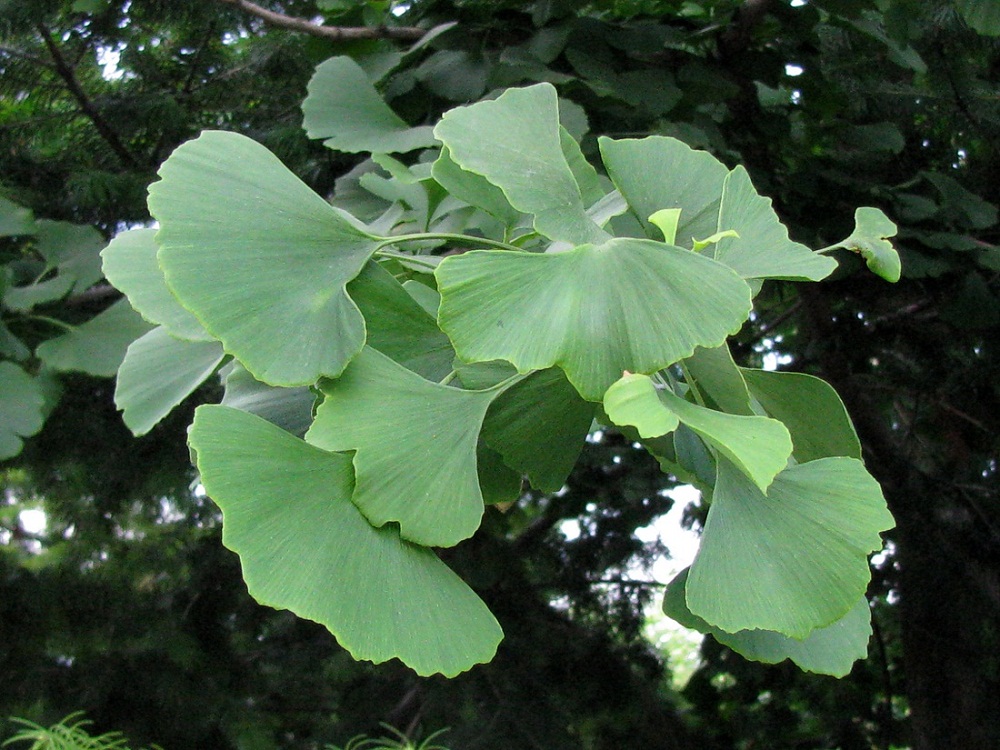 Image of Ginkgo biloba specimen.