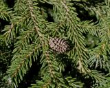 Picea