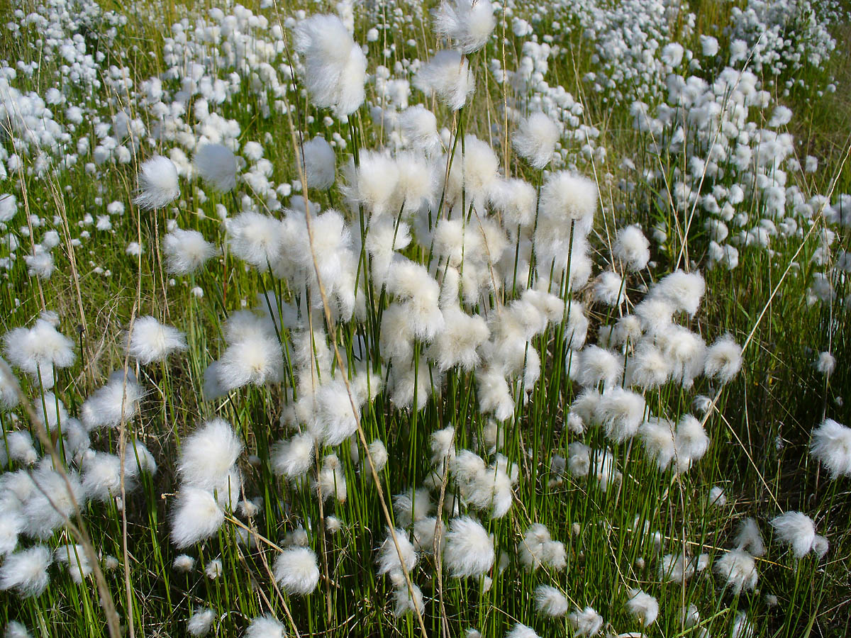 Image of genus Eriophorum specimen.