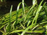 Sparganium emersum