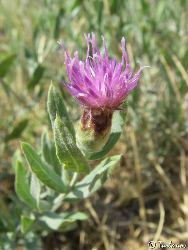 Image of Acroptilon repens specimen.