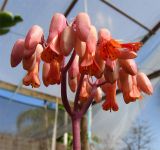 Kalanchoe fedtschenkoi