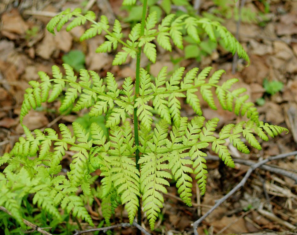 Image of Dryopteris expansa specimen.