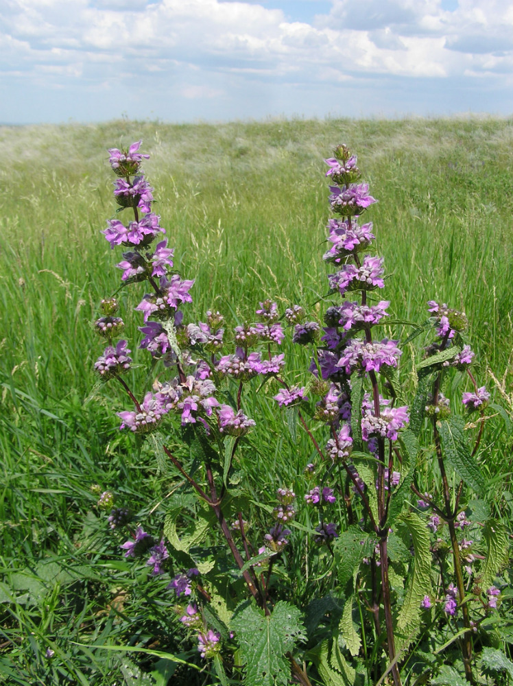 Image of Phlomoides tuberosa specimen.