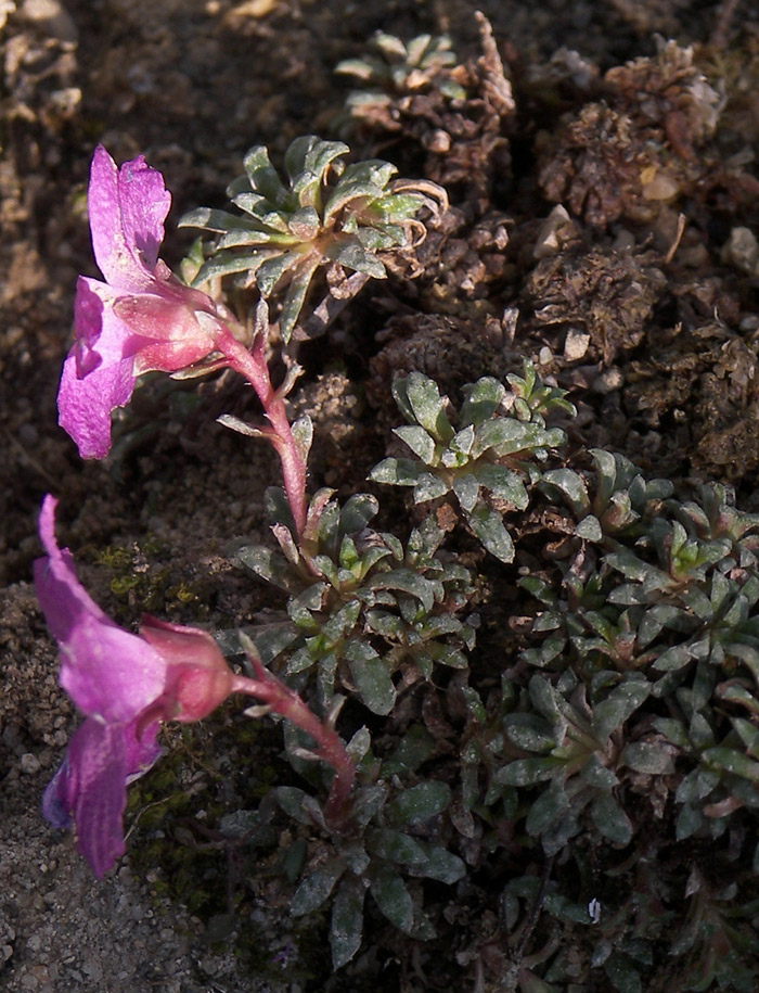 Изображение особи Saxifraga dinnikii.