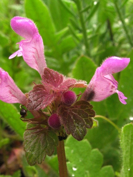 Изображение особи Lamium purpureum.