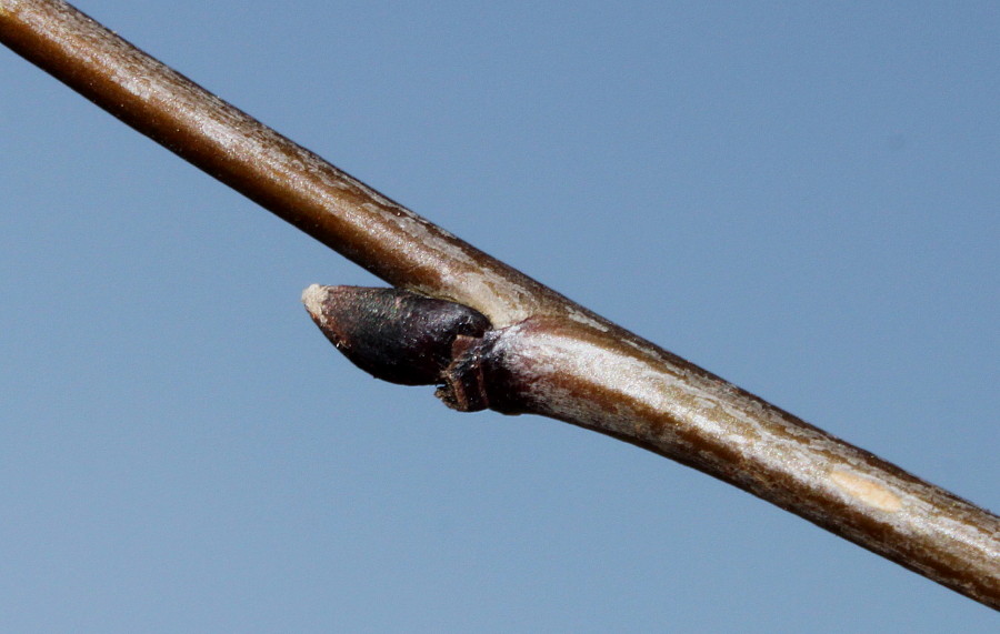 Image of Sorbus koehneana specimen.