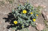 genus Grindelia. Цветущее растение. Перу, каньон реки Колка. Март 2014 г.