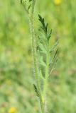 genus Papaver. Средняя часть побега. Ростовская обл., Неклиновский р-н, Николаевское с/п, балка. 07.05.2014.