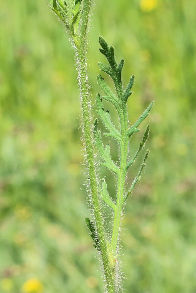 Image of genus Papaver specimen.