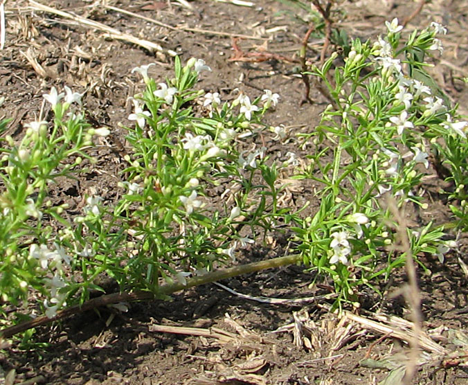 Image of Galium humifusum specimen.