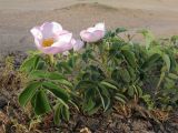 Rosa gallica