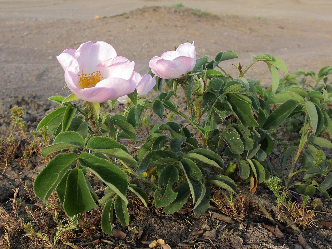 Image of Rosa gallica specimen.