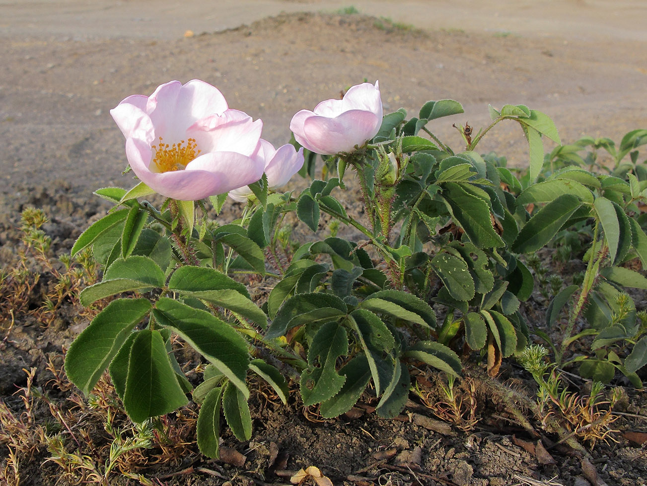 Изображение особи Rosa gallica.