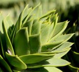 Araucaria araucana. Верхушка побега. Германия, г. Дюссельдорф, Ботанический сад университета. 04.05.2014.