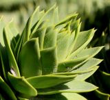 Araucaria araucana