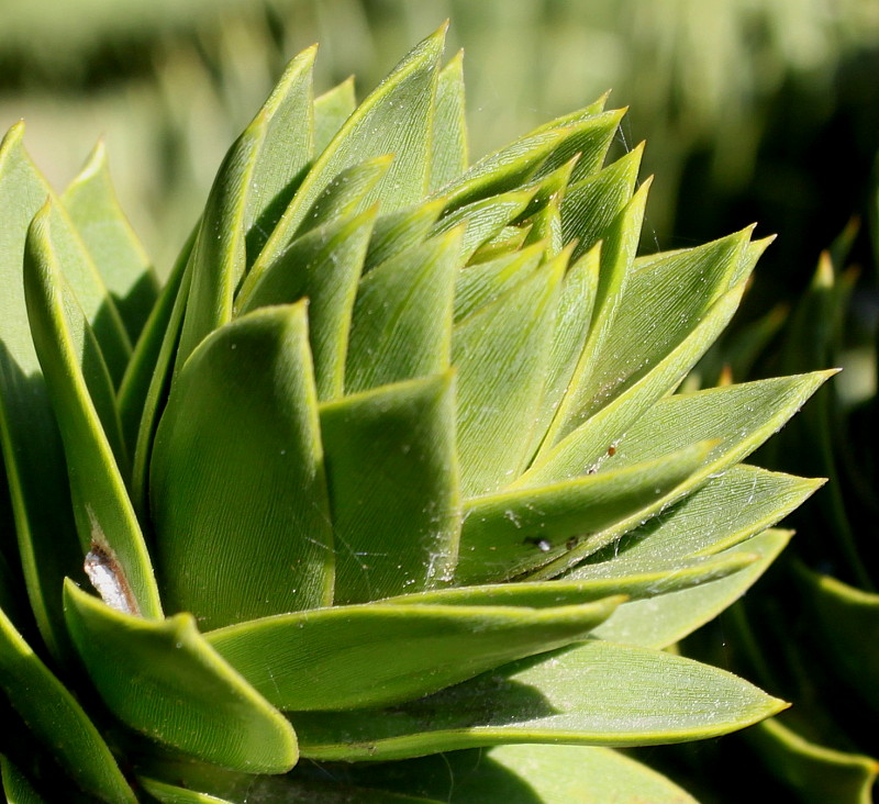 Изображение особи Araucaria araucana.