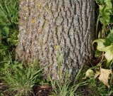 Sassafras albidum. Комлевая часть ствола. Германия, г. Дюссельдорф, Ботанический сад университета. 04.05.2014.
