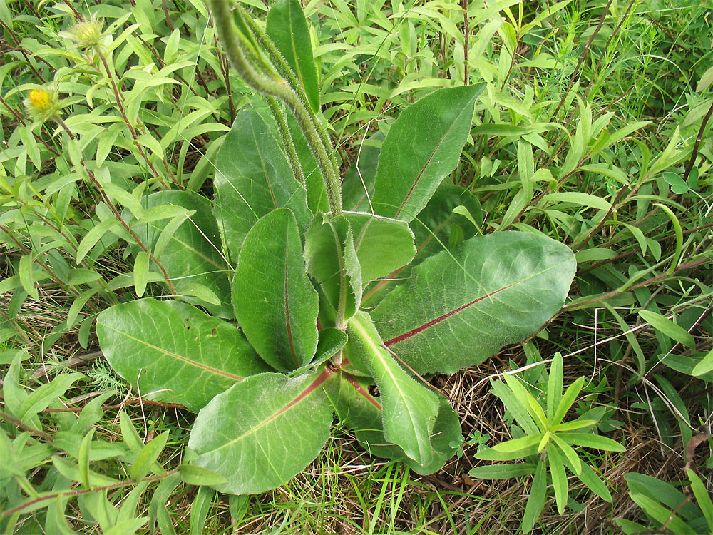 Изображение особи Trommsdorffia maculata.