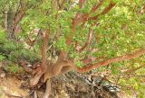 Arbutus andrachne. Взрослое дерево. Крым, окр. Ялты, заповедник Мыс Мартьян. 13 мая 2014 г.