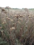 Achillea ochroleuca