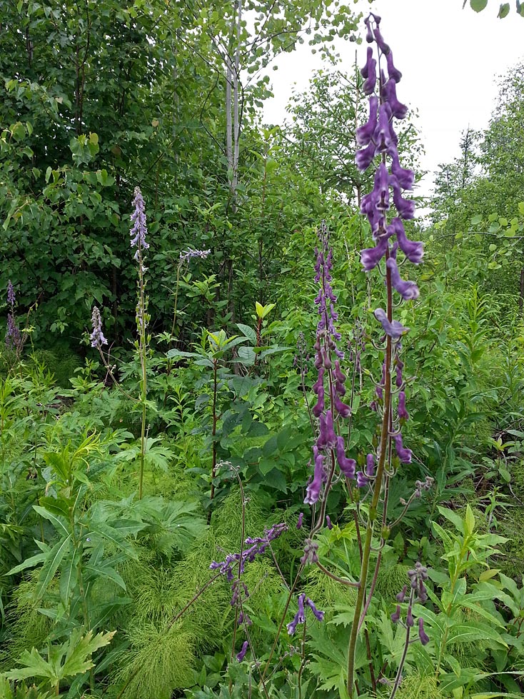 Изображение особи Aconitum septentrionale.