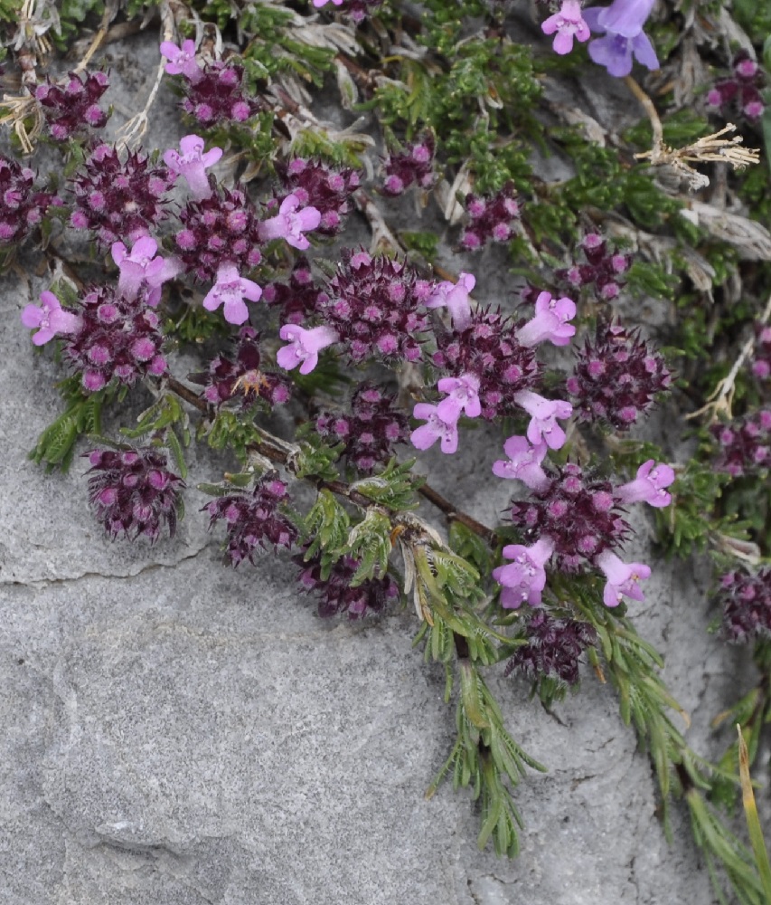 Image of Thymus boissieri specimen.