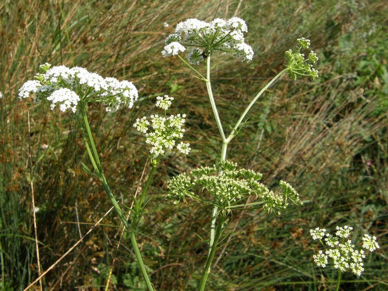 Image of Sium sisaroideum specimen.