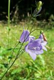 Campanula rotundifolia. Верхушка цветущего растения. Тверская обл., Кимрский р-н, окр. дер. Устиново, опушка смешанного леса возле болота. 19.07.2014.