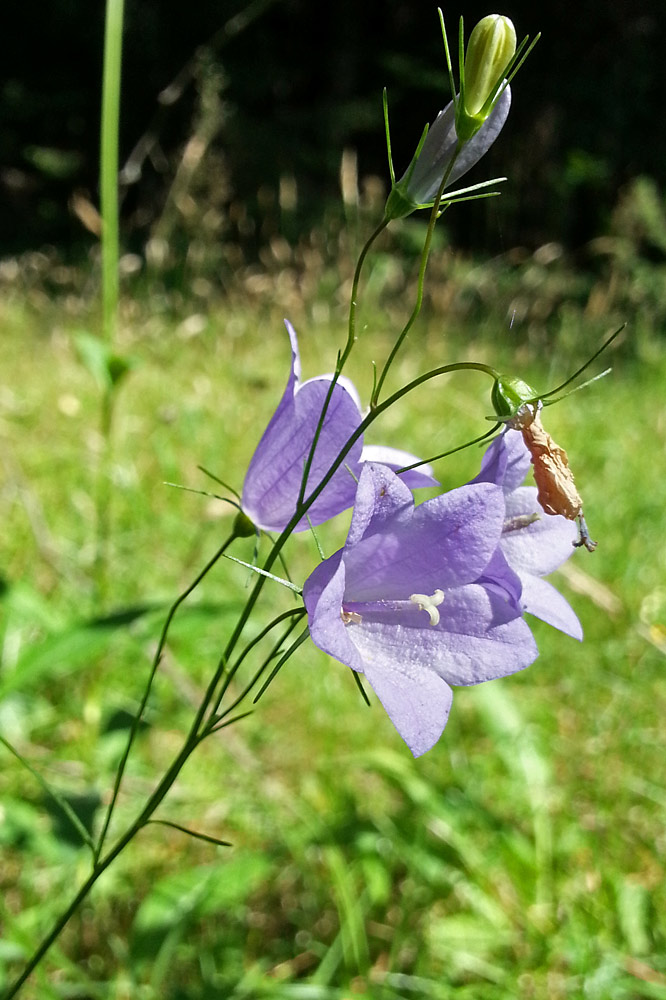 Изображение особи Campanula rotundifolia.