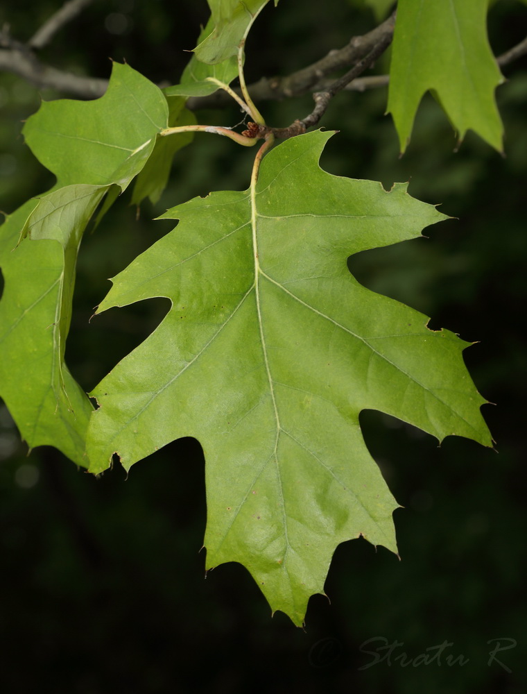 Image of Quercus rubra specimen.