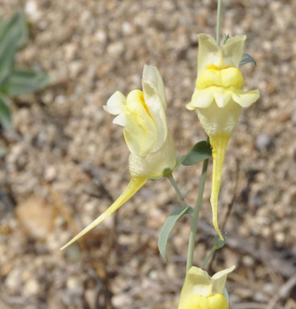 Image of Linaria genistifolia ssp. dalmatica specimen.