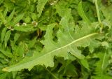 Sonchus arvensis. Прикорневой лист. Подмосковье, окр. г. Одинцово, просека в лесу. Июль 2014 г.