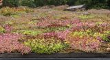 Sedum spurium