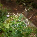 Epilobium montanum. Верхушка цветущего и плодоносящего растения. Карачаево-Черкесия, окр. г. Теберда, ущелье р. Бадук. 23.08.2014.