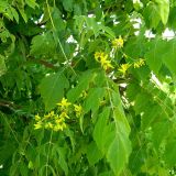 Koelreuteria paniculata. Побег с соцветиями. Крым, п-ов Тарханкут, пгт Черноморское. 19.07.2009.