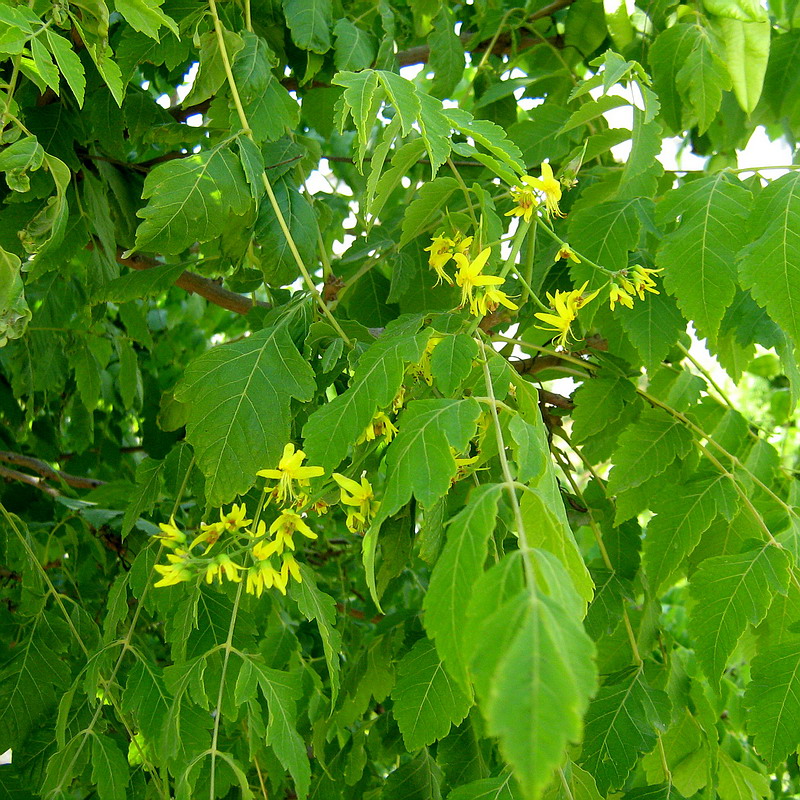 Image of Koelreuteria paniculata specimen.