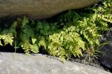 Cystopteris fragilis