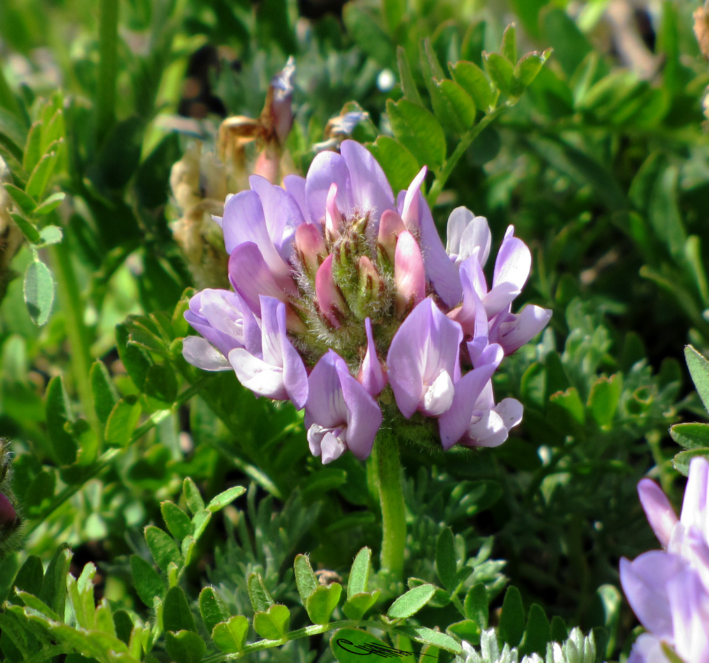 Image of Astragalus agrestis specimen.