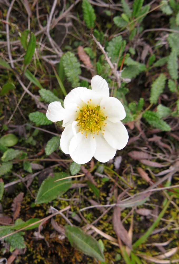 Image of genus Dryas specimen.