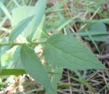 Campanula bononiensis. Часть побега. Крым, Ялта, ущелье Уч-Кош. 05.08.2009.