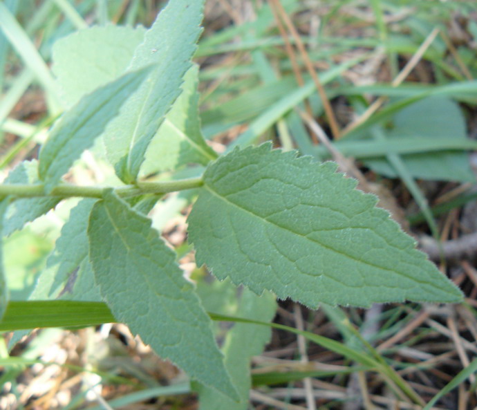 Image of Campanula bononiensis specimen.