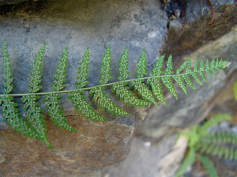 Изображение особи Woodsia caucasica.