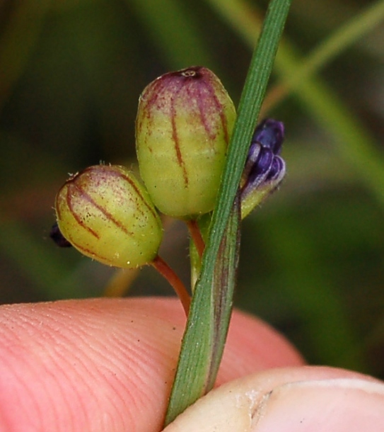 Изображение особи Sisyrinchium septentrionale.