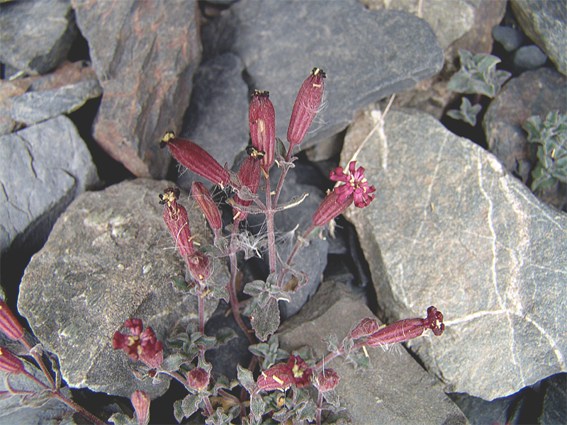 Image of Silene humilis specimen.