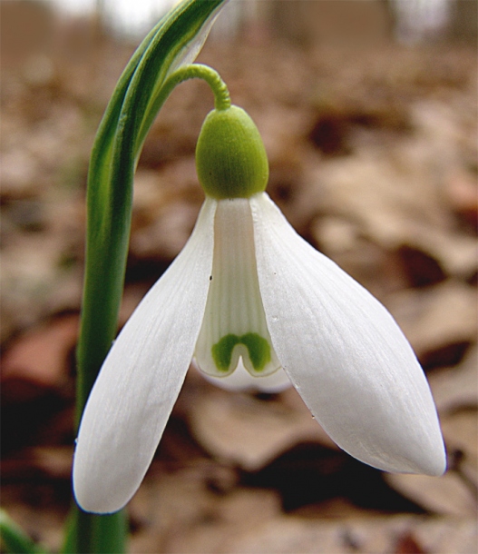 Изображение особи Galanthus alpinus.