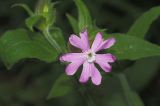 Melandrium dioicum. Цветок. Московская обл., Раменский р-н, окр. дер. Хрипань, лесная просека. 29.05.2009.