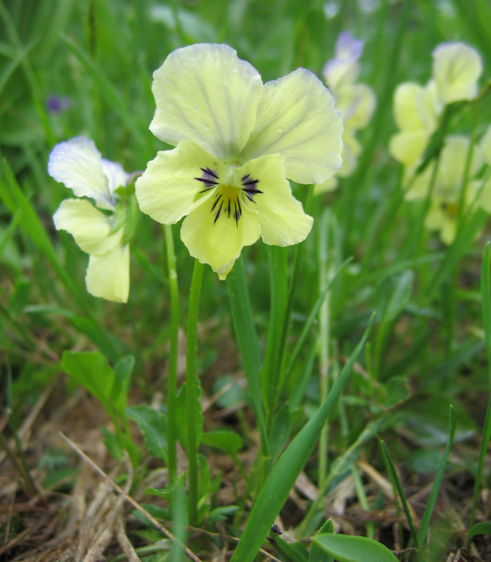 Image of Viola altaica specimen.